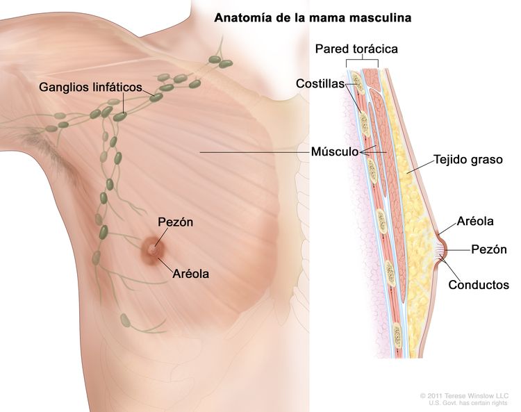 En el dibujo se observan la anatomía de la mama masculina. A la izquierda, se muestra la vista frontal de la mama y se señalan los ganglios linfáticos, el pezón, la aréola y el músculo. A la derecha, se muestra la vista lateral de la mama y se señalan la pared torácica, dos costillas, varios músculos, el tejido graso, dos conductos, el pezón y la aréola.
