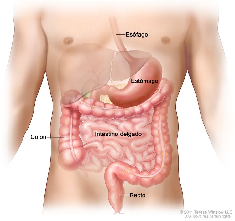Dibujo del tubo gastrointestinal que muestra el esófago, el estómago, el colon, el intestino delgado y el recto.