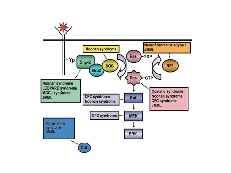 Diagrama esquemático que muestra la activación de Ras estimulada por un ligando, la vía Ras-Erk y las mutaciones génicas que contribuyen con el trastorno congénito neuro-cardio-facio-cutáneo y la LMMJ.