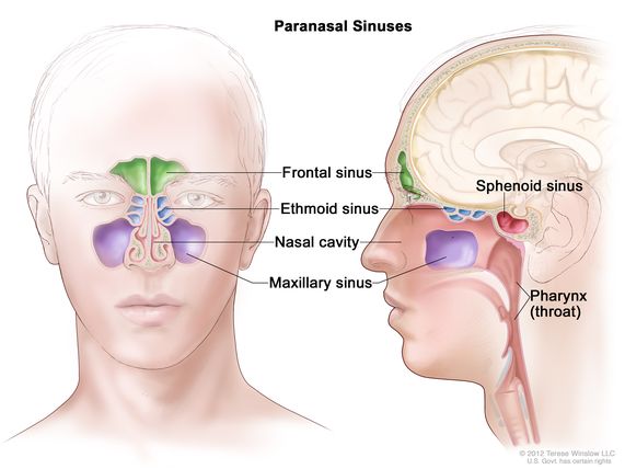Definition of paranasal sinus - NCI Dictionary of Cancer Terms - NCI