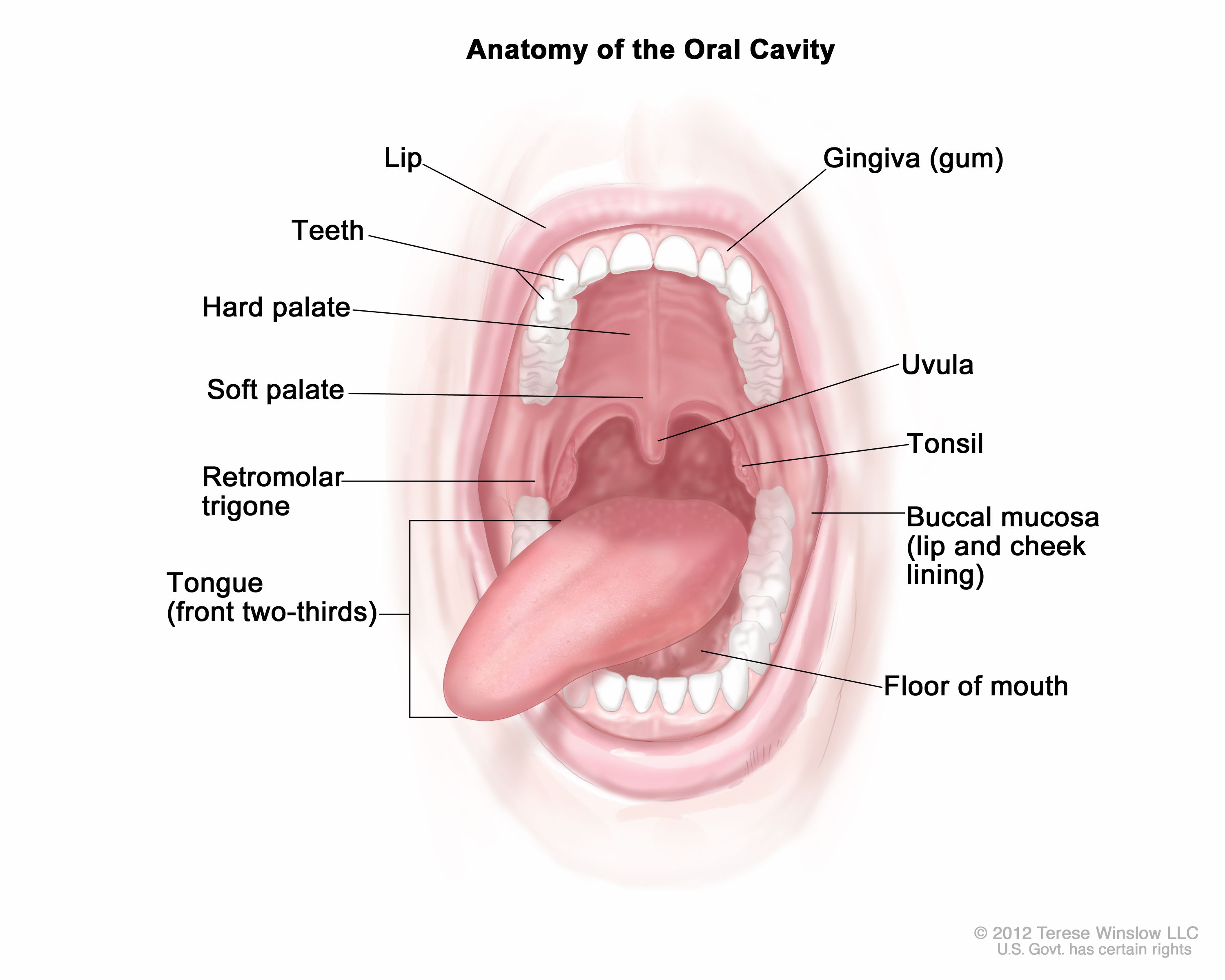 Illustration of oral cavity including lips, palate, teeth, Tonsils, etc.