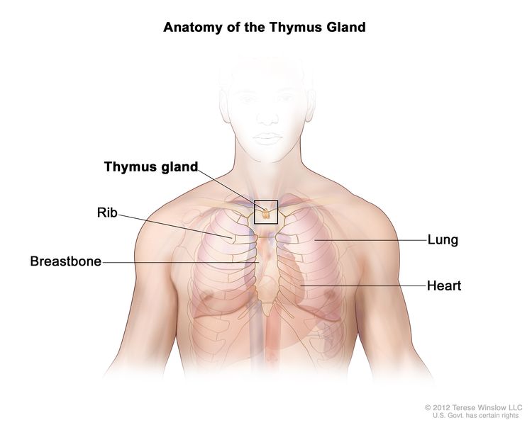 Anatomy of the thymus gland; drawing shows the thymus gland in the upper chest under the breastbone. Also shown are the ribs, lungs, and heart.