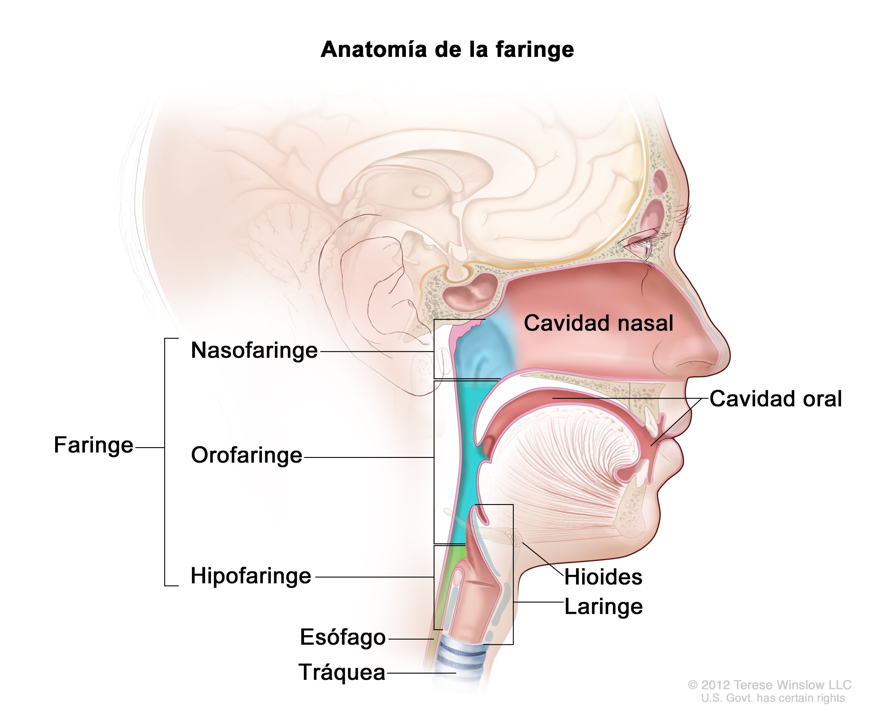 Tratamiento Del Cancer De Nasofaringe En Adultos Pdq Version Para Pacientes Instituto Nacional Del Cancer