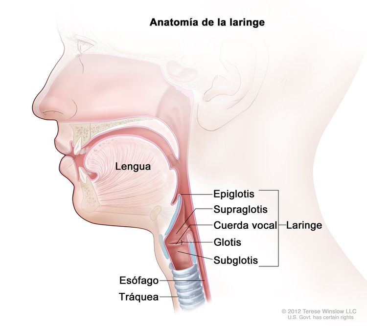 Anatomía de la laringe. En la imagen se observan la epiglotis, la supraglotis, la glotis, la subglotis y las cuerdas vocales. También se muestran la lengua, la tráquea y el esófago.