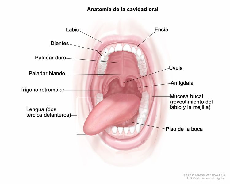 Anatomía de la cavidad oral. En la imagen se observan el labio, el paladar duro, el paladar blando, el trígono retromolar, los dos tercios delanteros de la lengua, la encía, la mucosa bucal y el piso de la boca. También se muestran los dientes, la úvula y la amígdala.