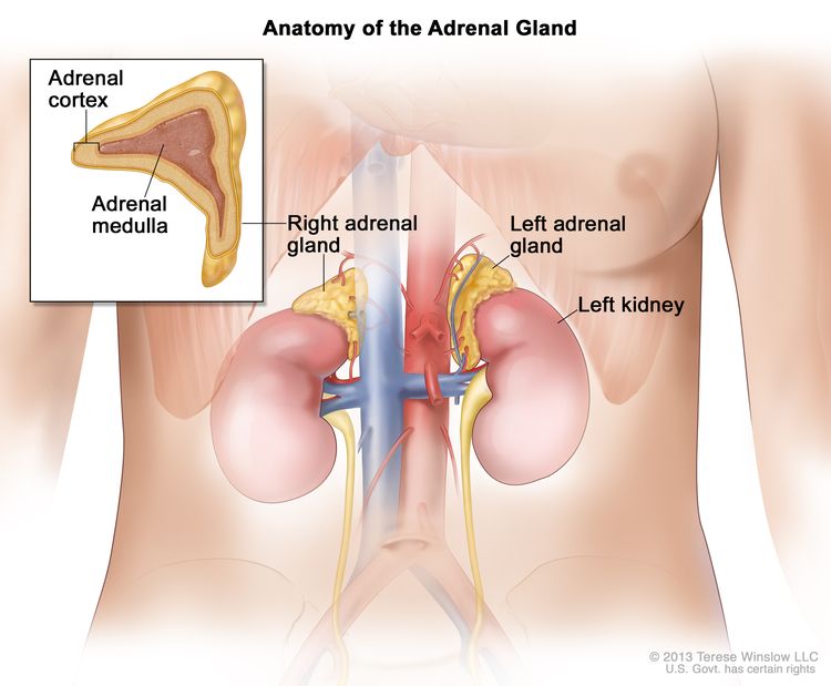 how do the adrenal glands affect sex hormones