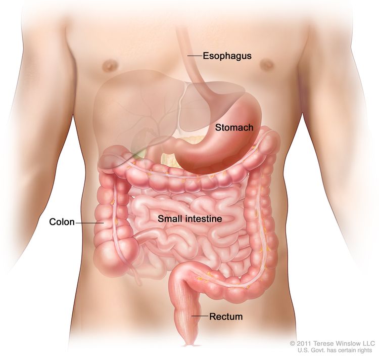 Drawing of the gastrointestinal tract showing the esophagus, stomach, colon, small intestine, and rectum.