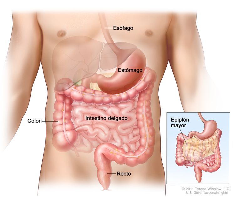 Dibujo del tracto gastrointestinal que muestra el esófago, el estómago, el colon, el intestino delgado y el recto. Un recuadro muestra el epiplón mayor (parte del tejido que rodea el estómago y otros órganos en el abdomen).