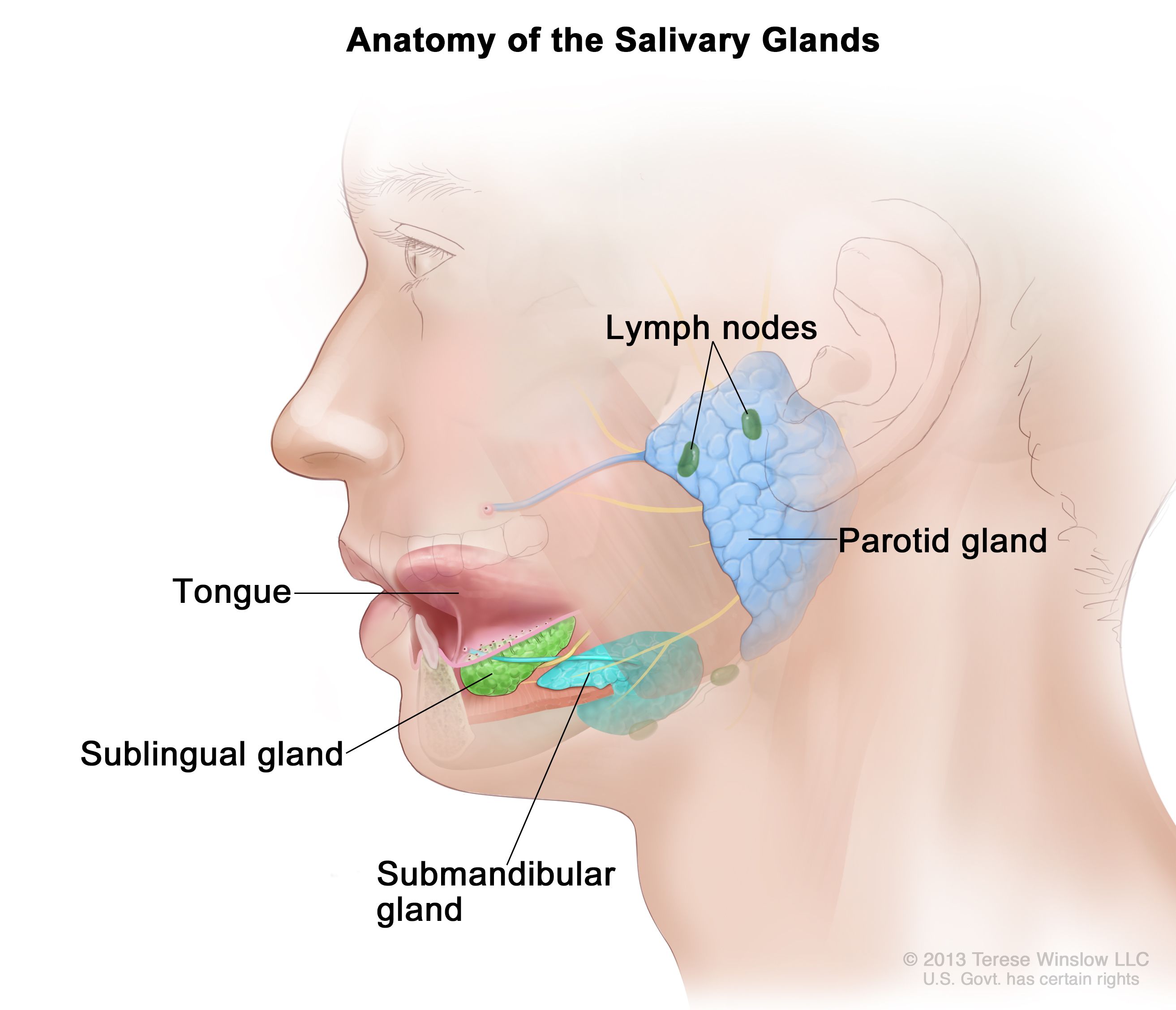 salivary glands diagram for kids