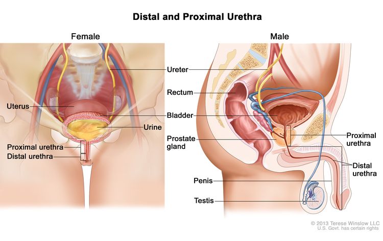 Distal and proximal urethra. Drawing on the left shows the female proximal and distal urethra; also shown are the bladder filled with urine, the ureters, and the uterus. Cross-section drawing on the right shows the male proximal and distal urethra. Also shown are the rectum, prostate gland, penis, and testis.