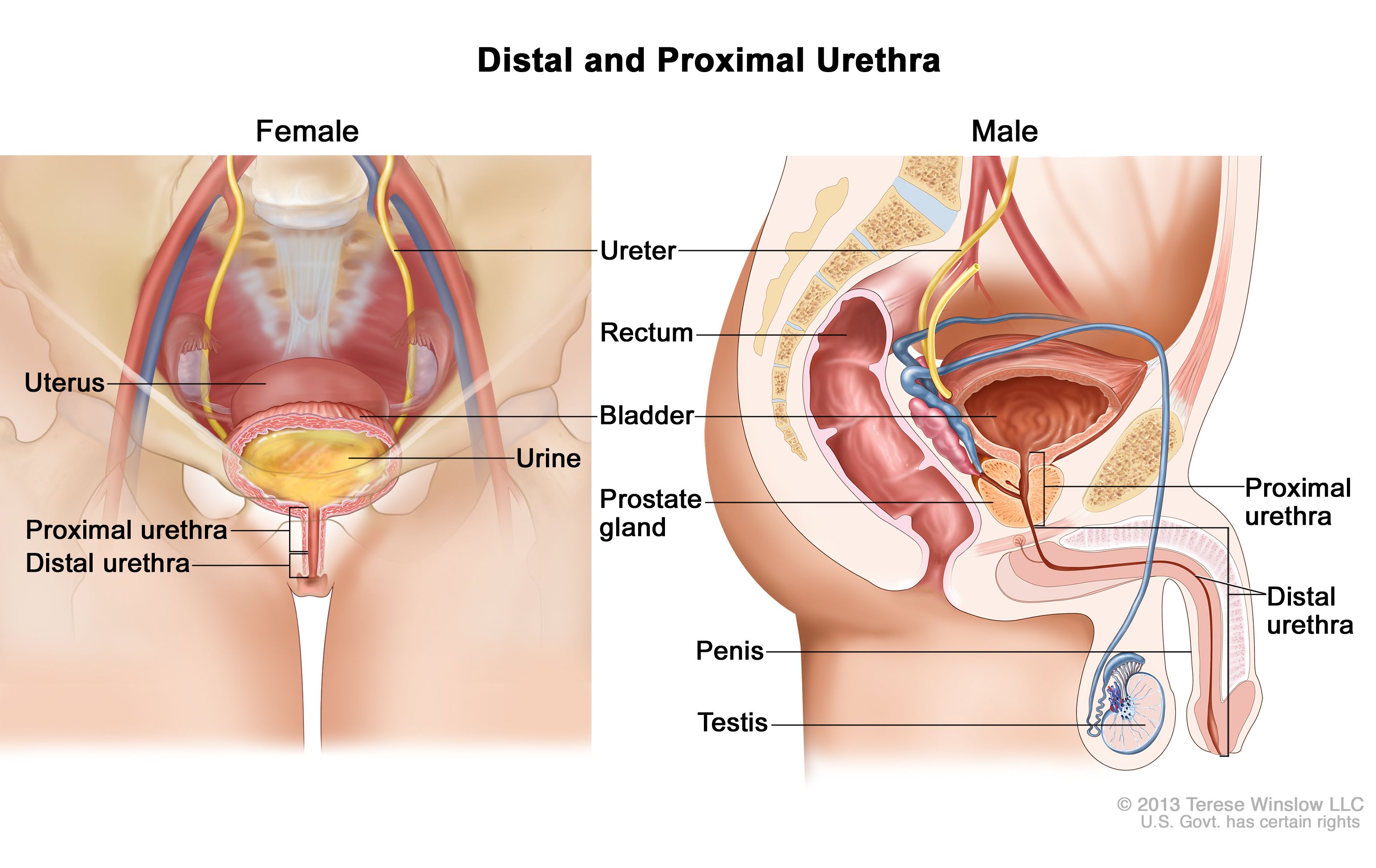 Prostatitis és urethritis jelek)