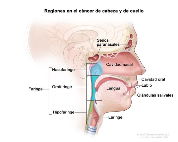 Regiones en el cáncer de cabeza y cuello. Dibujo del perfil de la cabeza y el cuello de una persona en el que se señalan las áreas donde se puede formar un cáncer. Estas áreas son los senos paranasales, la cavidad nasal, la cavidad oral, los labios, la lengua, las glándulas salivales, la laringe y las tres partes de la faringe: la nasofaringe, la orofaringe y la hipofaringe.