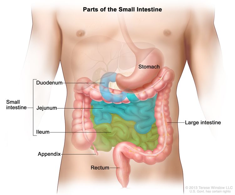 Drawing of the small intestine showing the duodenum, jejunum, and ileum. Also shown are the stomach, appendix, large intestine, and rectum.