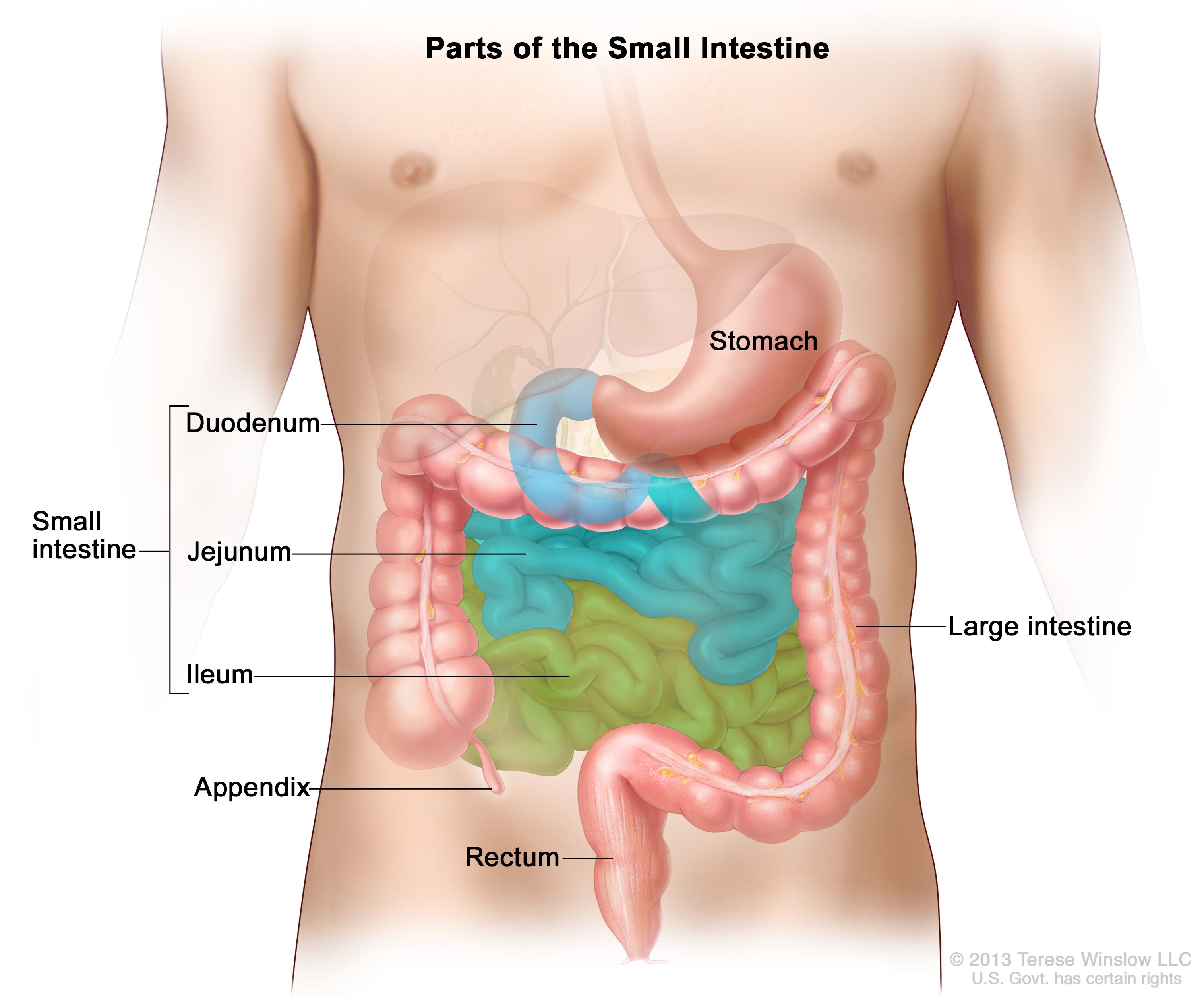 Definition of small intestine - NCI Dictionary of Cancer Terms - National Cancer Institute