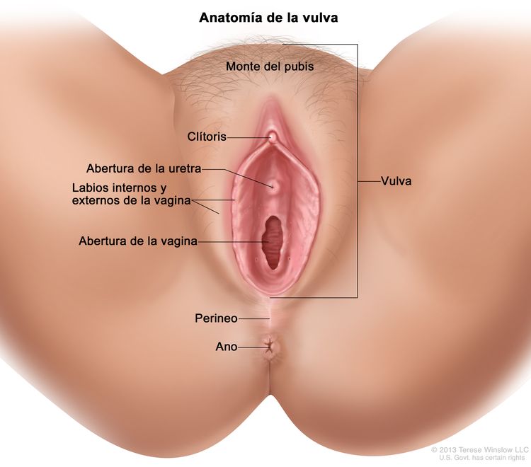Anatomía de la vulva. En la imagen se observan el monte del pubis, el clítoris, la abertura de la uretra, los labios internos y externos de la vagina y la abertura de la vagina. También se muestran el perineo y el ano.