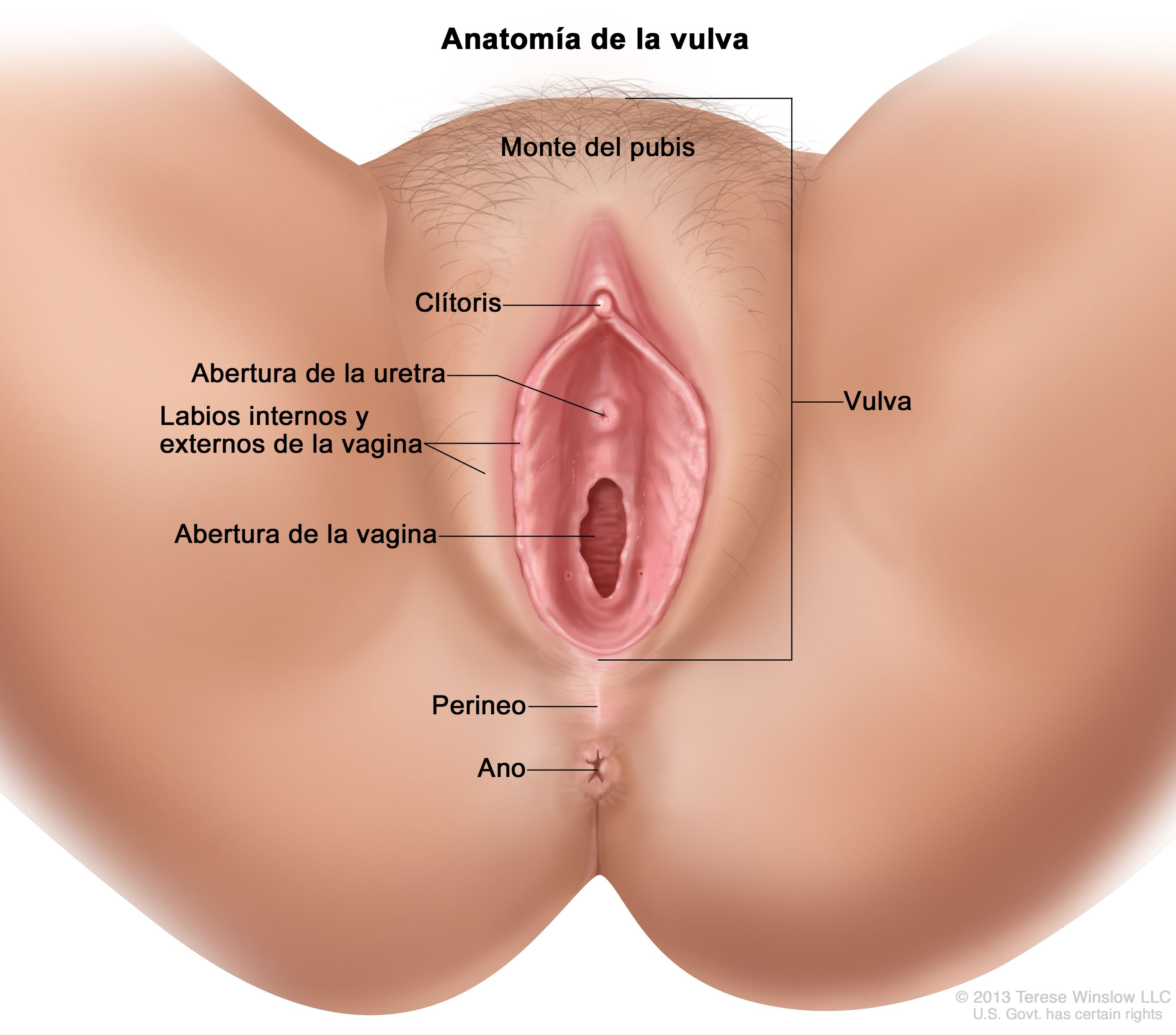 Tipo de vagina