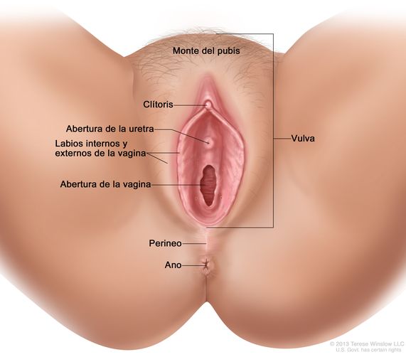El dibujo de la vulva  muestra el monte del pubis, el clítoris, la abertura de la uretra, los labios internos y externos de la vagina y la abertura de la vagina. También muestra el perineo y el ano.