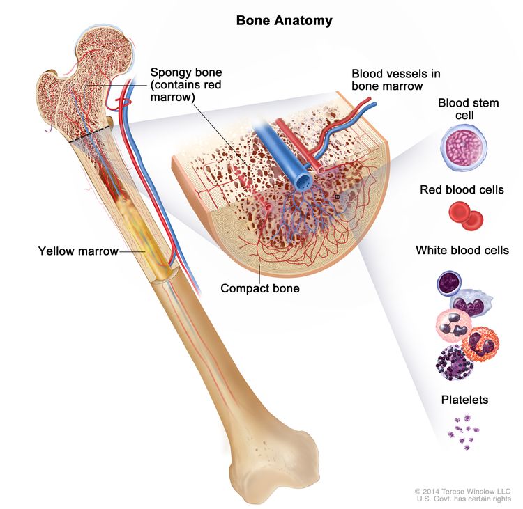 تشريح العظام.  يظهر الرسم العظام الإسفنجية والنخاع الأحمر والنخاع الأصفر.  يُظهر المقطع العرضي للعظم عظمًا مضغوطًا وأوعية دموية في نخاع العظم.  تظهر أيضًا خلايا الدم الحمراء وخلايا الدم البيضاء والصفائح الدموية وخلايا الدم الجذعية.