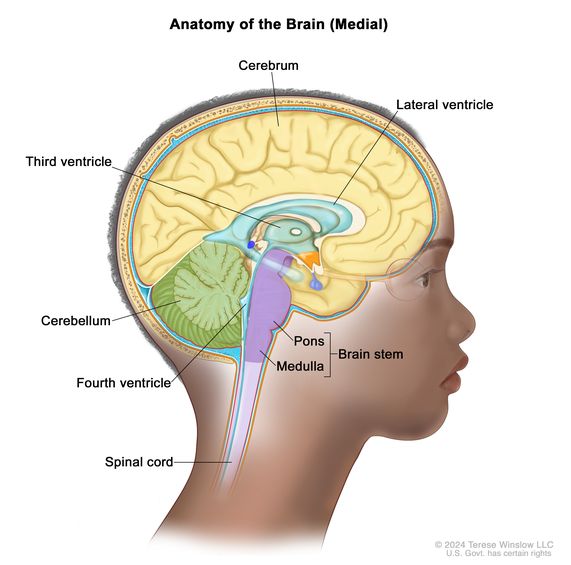 Definition of ependymoma - NCI Dictionary of Cancer Terms - NCI