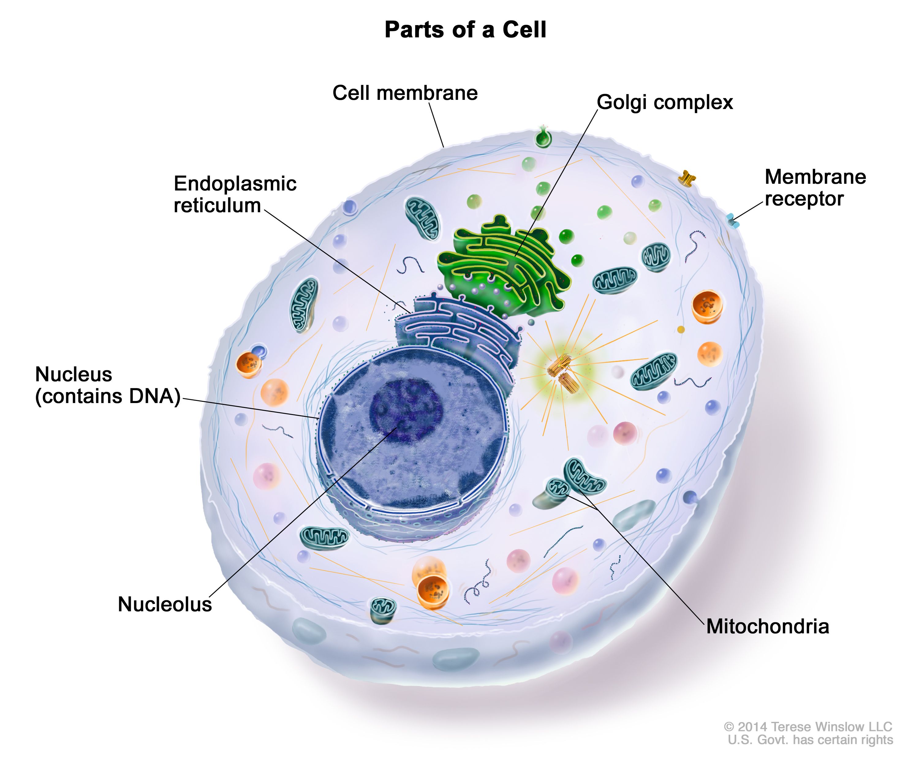 Definition of nucleolus - NCI Dictionary of Cancer Terms - NCI