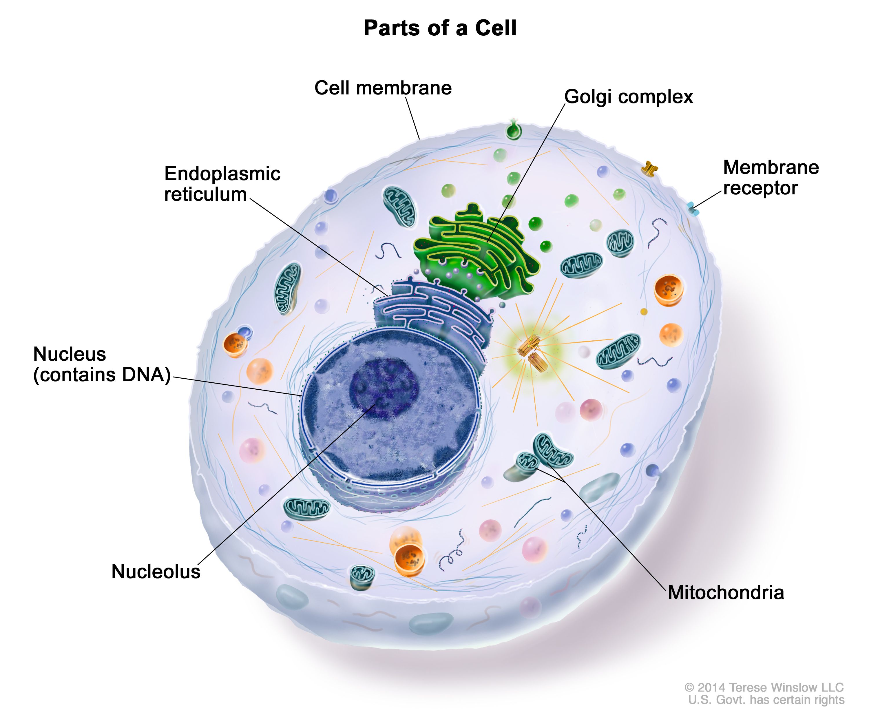 Plant Cell - Diagram, Organelles, and Characteristics