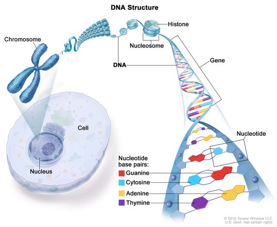 DNA Double helix model with labeled diagram full information. | Dna double  helix model, Helix models, Dna helix