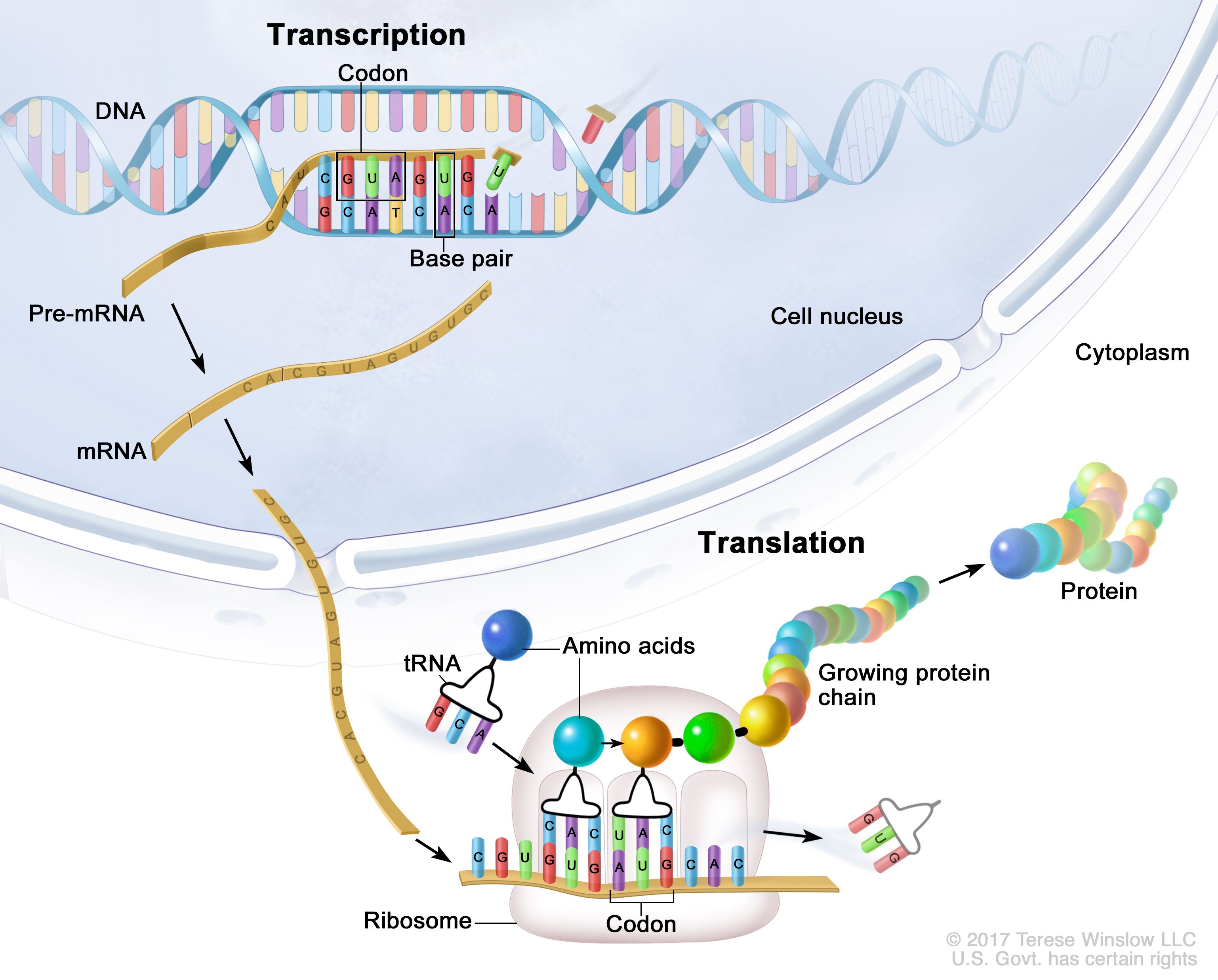 all-protein-building-occurs-through-two-principal-steps-which-are