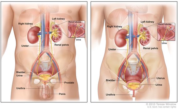 Inflamed Urethra Urinary Tract Photos and Images & Pictures