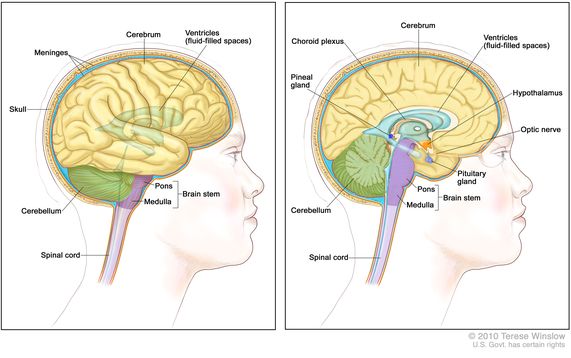 Anatomy of the brain; two-panel drawing showing the cerebrum, ventricles (fluid-filled spaces), cerebellum, brain stem (pons and medulla), and spinal cord. Also shown are the meninges and skull (left panel) and the choroid plexus, hypothalamus, pineal gland, pituitary gland, and optic nerve (right panel).