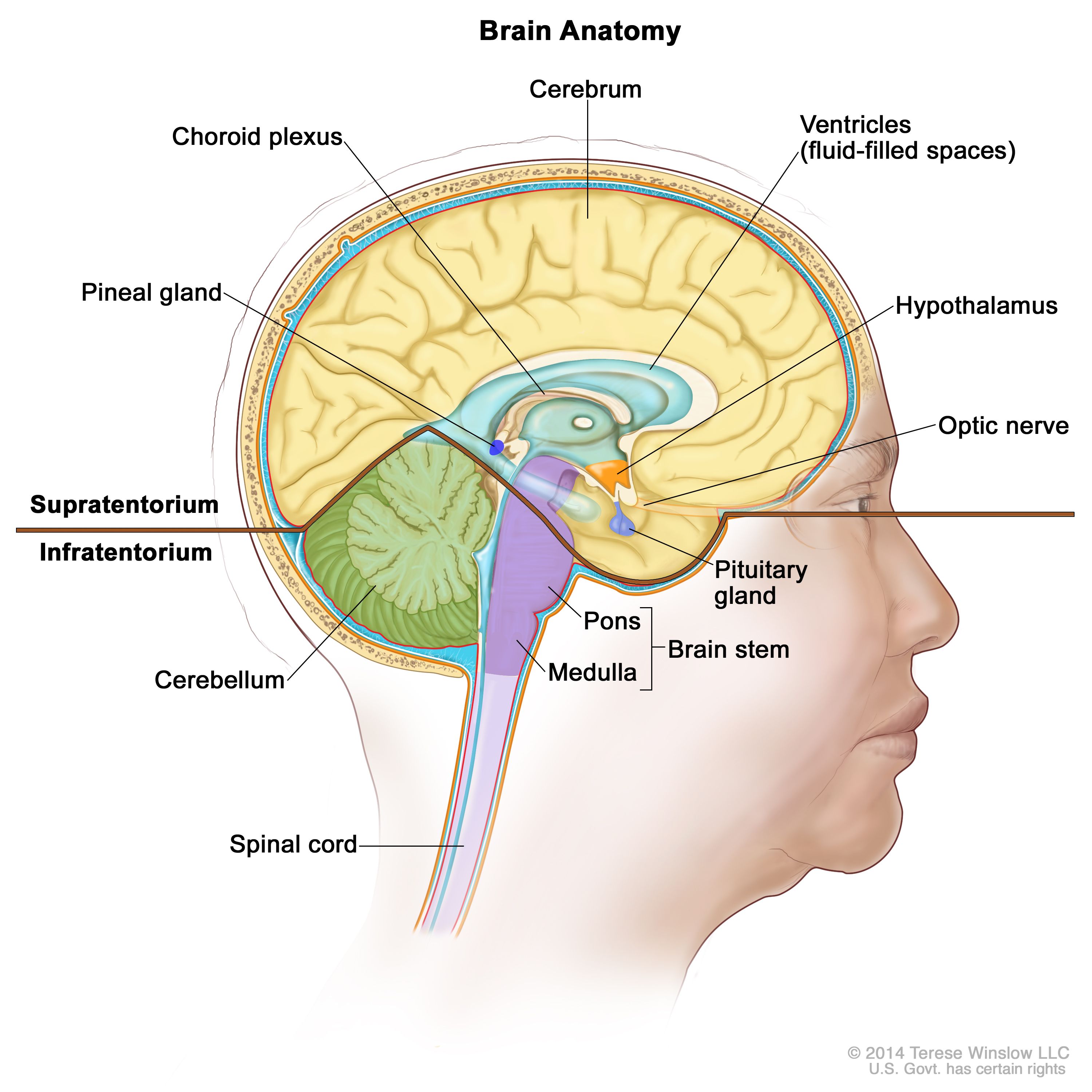 central nervous system brain