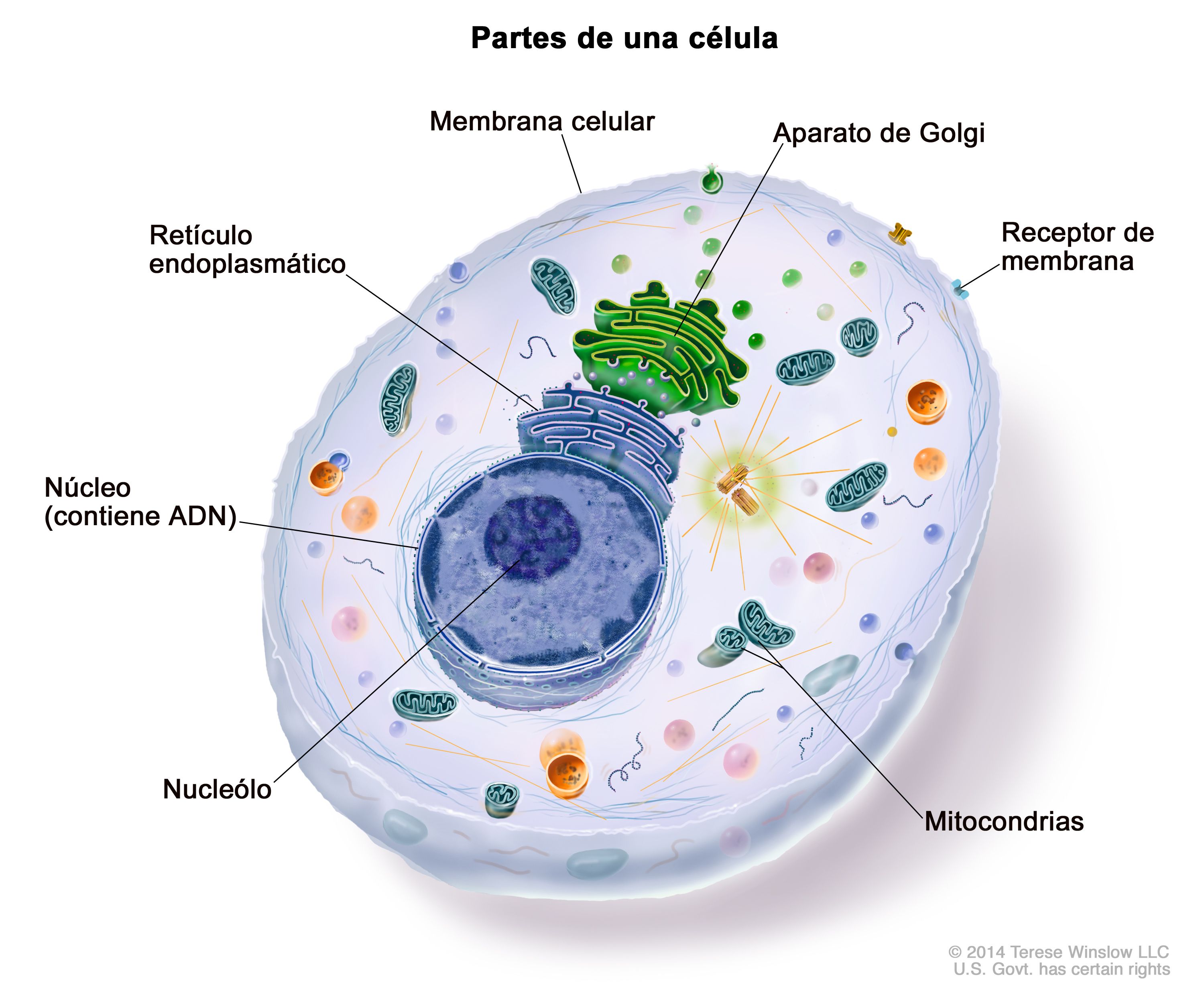 Las Partes De Una Celula Y Su Funcion Es Las Partes De Una Celula Y Su Funcion Es