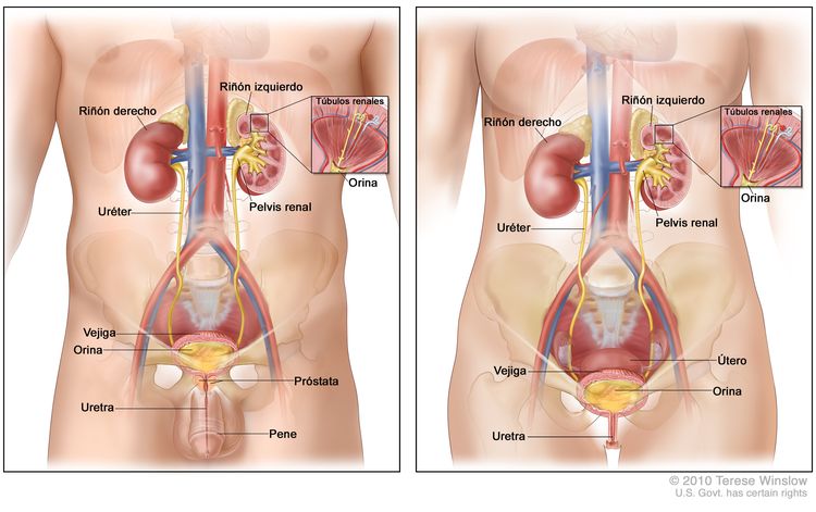 Anatomía del sistema urinario masculino (panel izquierdo) y el sistema urinario femenino (panel derecho); se observan dos paneles con imágenes del riñón derecho y el izquierdo, los uréteres, la vejiga con orina, y la uretra. En la parte interior del riñón izquierdo se muestra la pelvis renal. En los recuadros se observan los túbulos renales y la orina. También se muestra la próstata y el pene (panel izquierdo) y el útero (panel derecho).