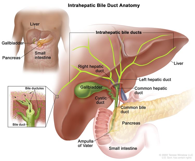 Anatomy of the intrahepatic bile ducts; drawing shows the liver and the intrahepatic bile ducts, which include the right and left hepatic ducts. Also shown is the common hepatic duct, gallbladder, cystic duct, common bile duct, pancreas, ampulla of Vater, and small intestine. An inset shows a cross section of a liver lobule with a network of bile ductules leading into a bile duct.