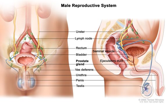 Definition of reproductive system - NCI Dictionary of Cancer Terms