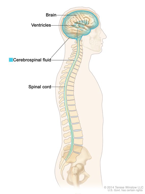 brain and spine center llc