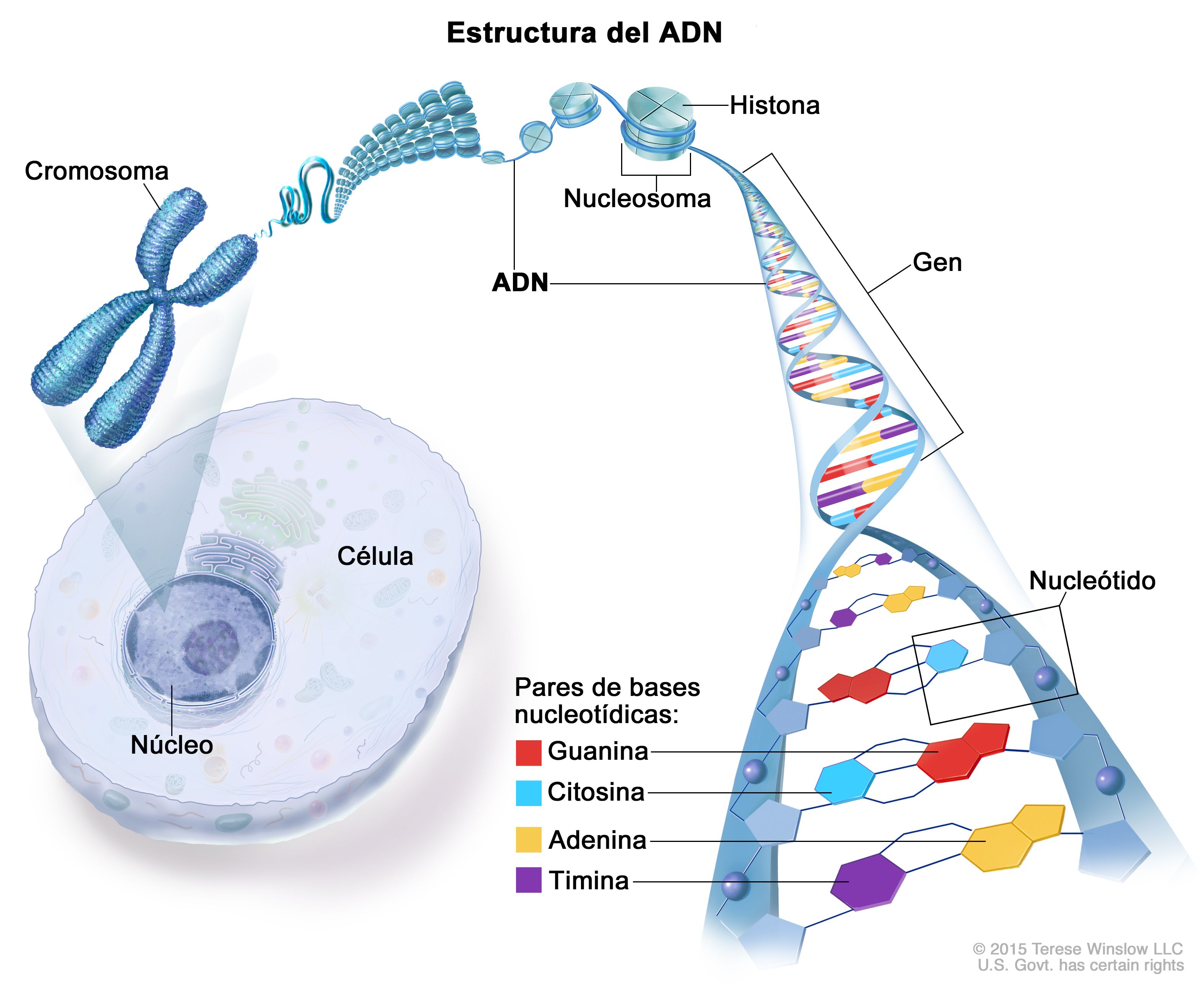 Definición de ADN - Diccionario de genética del NCI - NCI