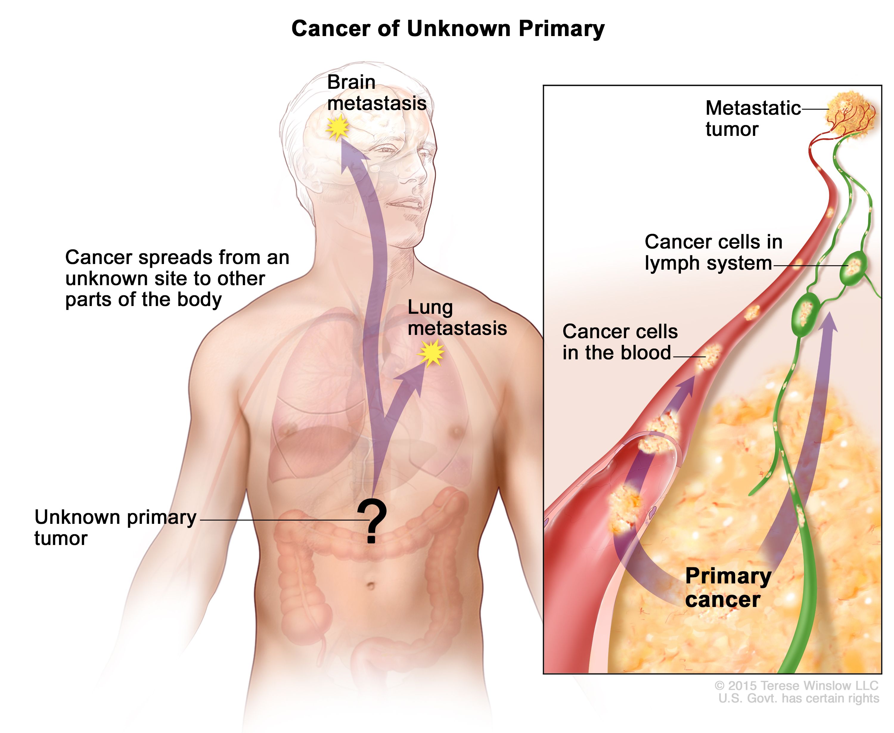 what is the most unknown part of the body to humans