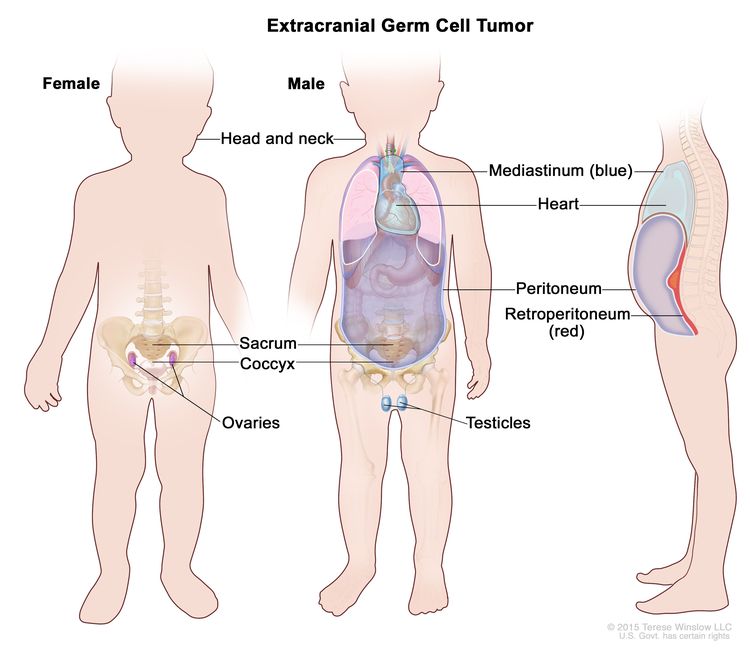 Breast, Male, Anatomy: Image Details - NCI Visuals Online