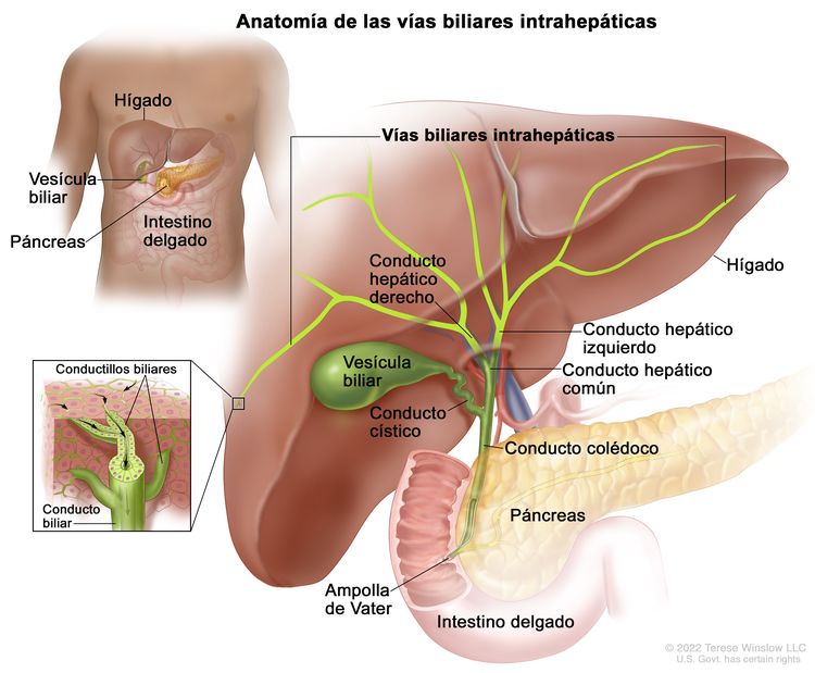 Anatomía de las vías biliares intrahepáticas; el dibujo muestra el hígado, las vías biliares intrahepáticas, los conductos hepáticos derecho e izquierdo, la vesícula biliar, el páncreas y el intestino delgado. El recuadro muestra un corte transversal de un lóbulo del hígado con una red de conductillos biliares que desembocan en un conducto biliar.