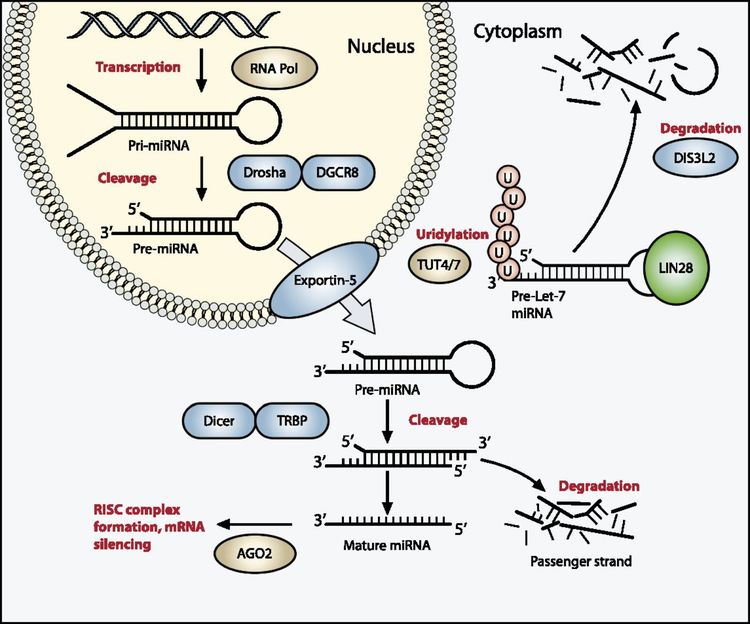 En el diagrama se muestra la vía de procesamiento del miARN, que por lo común sufre una mutación en el tumor de Wilms.
