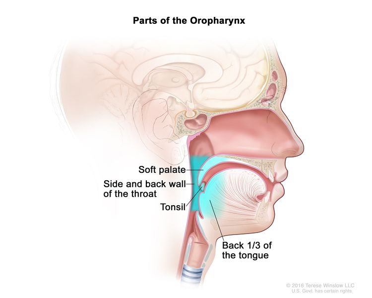 Parts of the oropharynx; drawing shows the soft palate, side and back wall of the throat, tonsil, and the back third of the tongue.