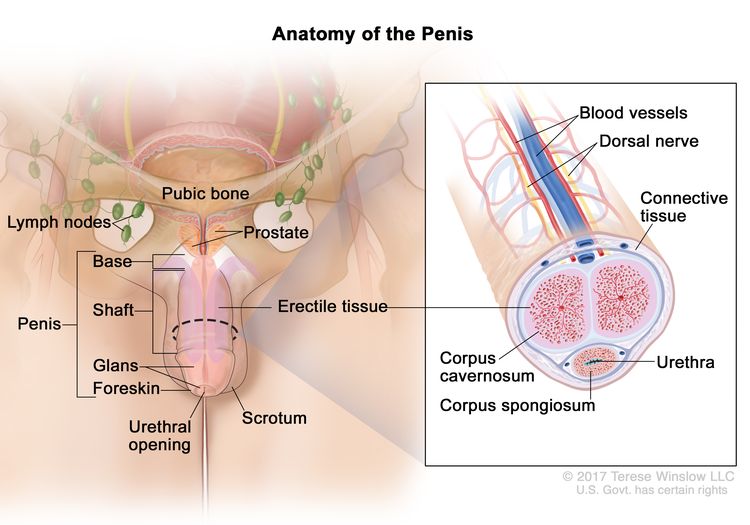 Anatomy of the penis; drawing shows the base, shaft, glans, foreskin, and urethral opening. Also shown are the scrotum, prostate, pubic bone, and lymph nodes. An inset shows a cross section of the inside of the penis, including the blood vessels, dorsal nerve, connective tissue, erectile tissue (corpus cavernosum and corpus spongiosum), and urethra.
