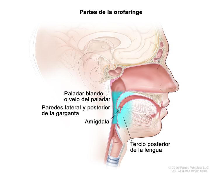 Partes de la orofaringe. En la imagen se observan el paladar blando, las paredes lateral y posterior de la garganta, una amígdala y el tercio posterior de la lengua.