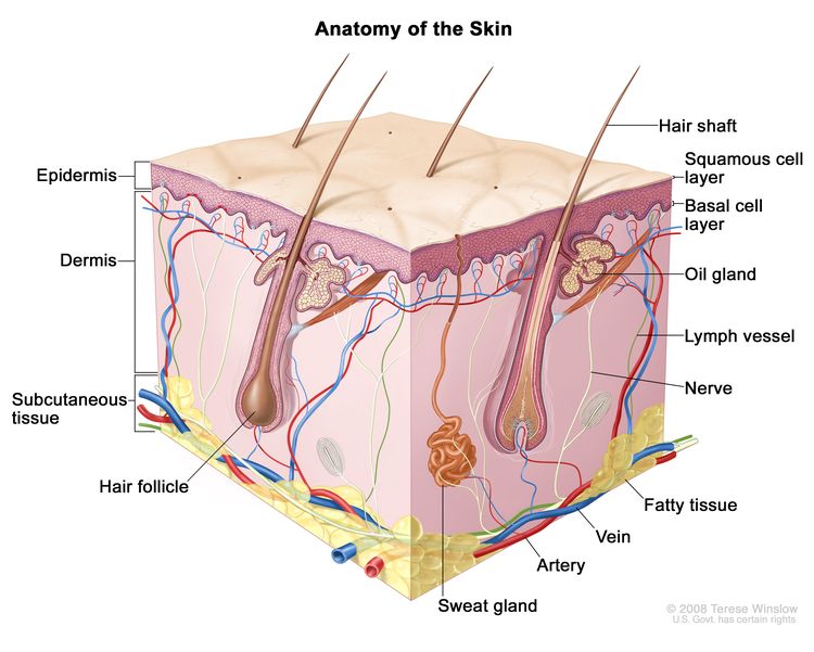 Anatomija kože;  risba prikazuje povrhnjico (vključno s plazemskimi celicami in bazalno celico), dermis in podkožje.  Prikazani so tudi dlak, lasnih mešičkov, oljnih žlez, limfnih žil, živcev, maščobnega tkiva, žil, arterij in znojnih žlez.