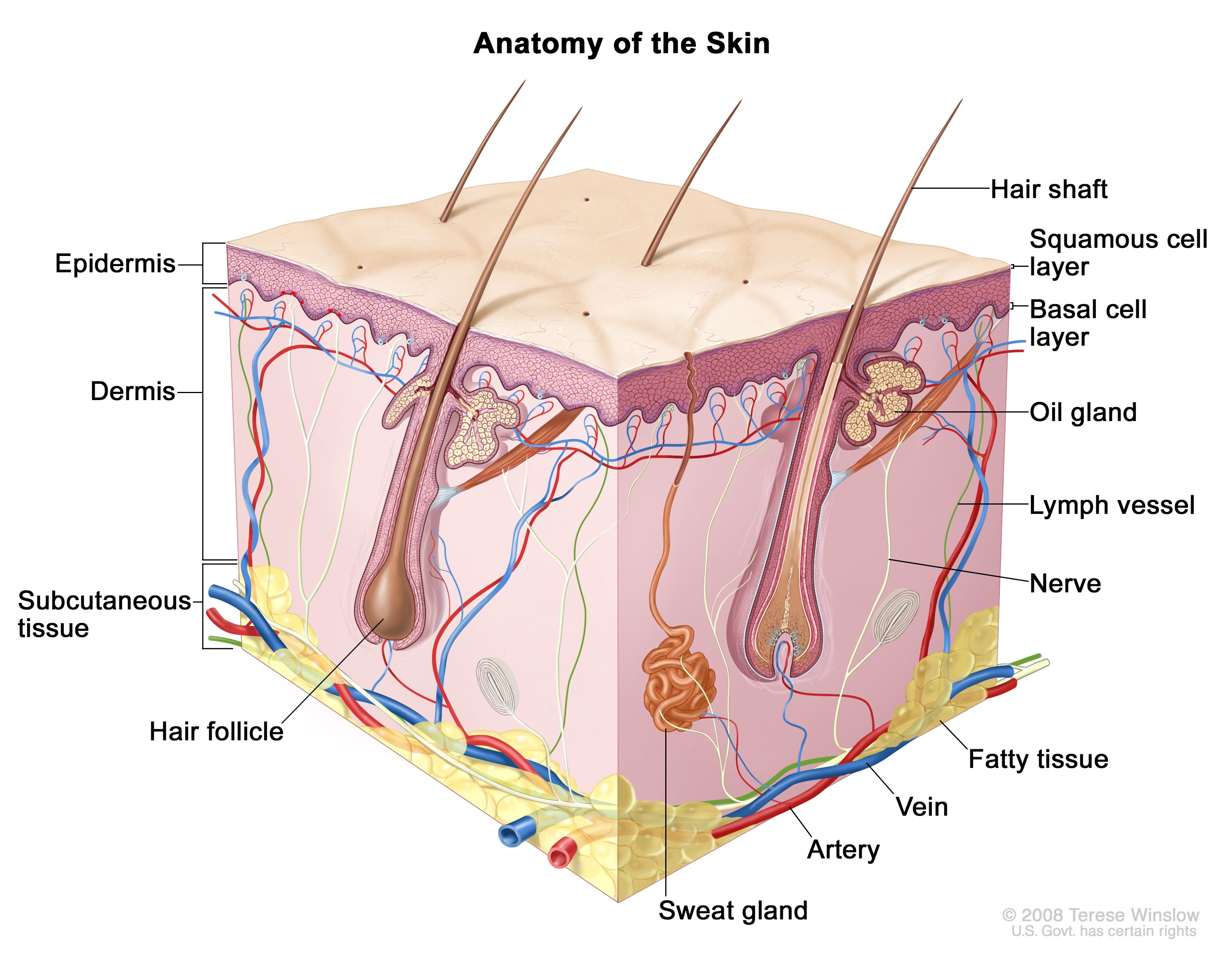 parts of the skin and their functions