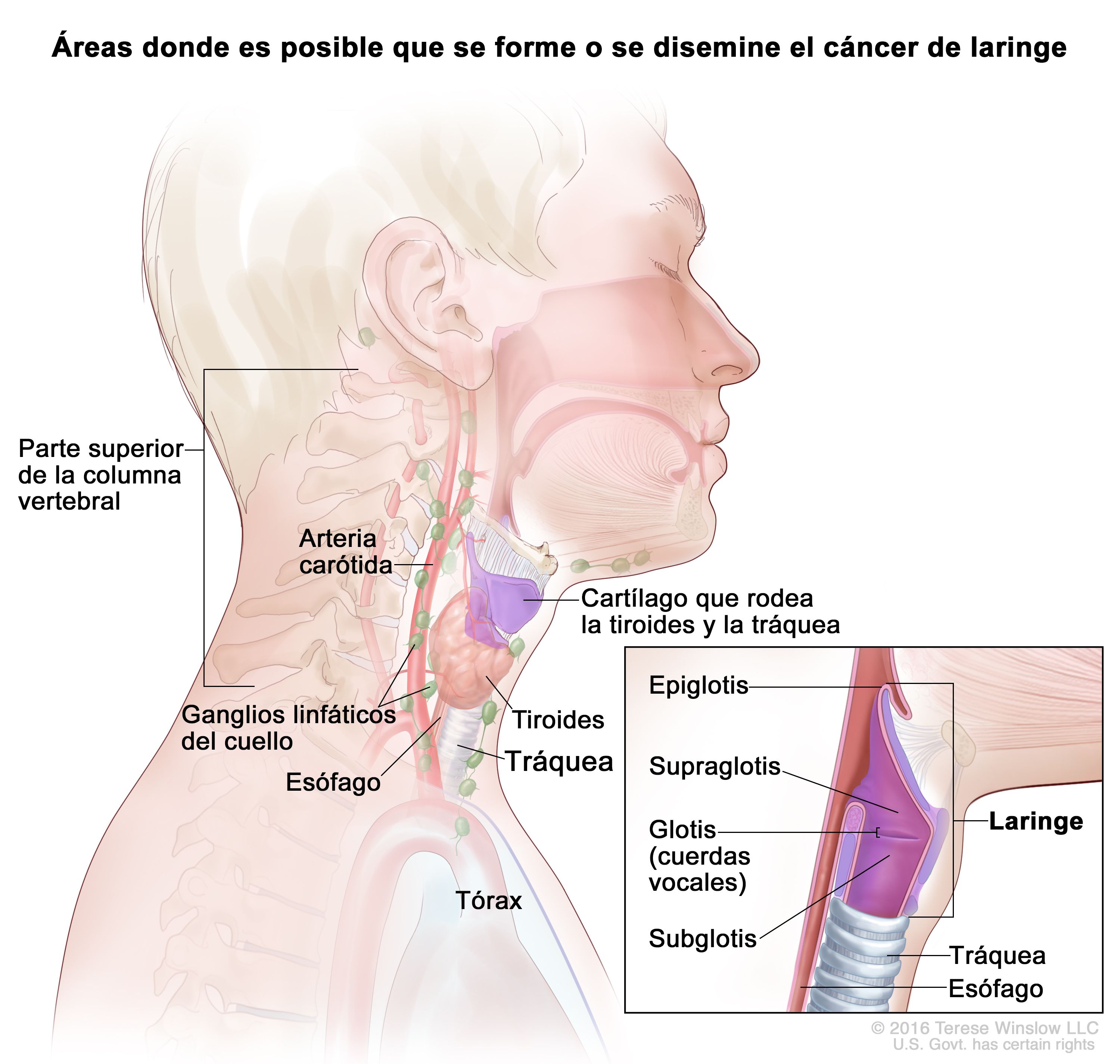 Vandalir débiles halcón Definición de laringe - Diccionario de cáncer del NCI - NCI