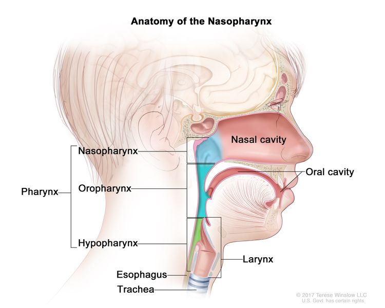 Anatomy of the nasopharynx; drawing shows the three parts of the pharynx (throat): the nasopharynx, oropharynx, and hypopharynx. Also shown are the nasal cavity, oral cavity, larynx, esophagus, and trachea.