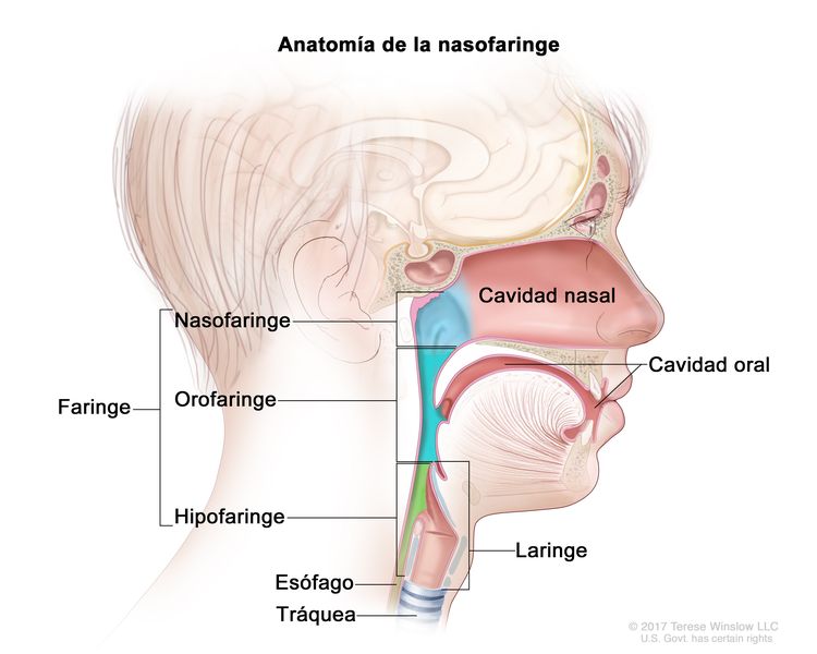 Anatomía de la nasofaringe. En la imagen se observan las tres partes de la faringe (garganta): la nasofaringe, la orofaringe y la hipofaringe. También se muestran la cavidad nasal, la cavidad oral, la laringe, el esófago y la tráquea.