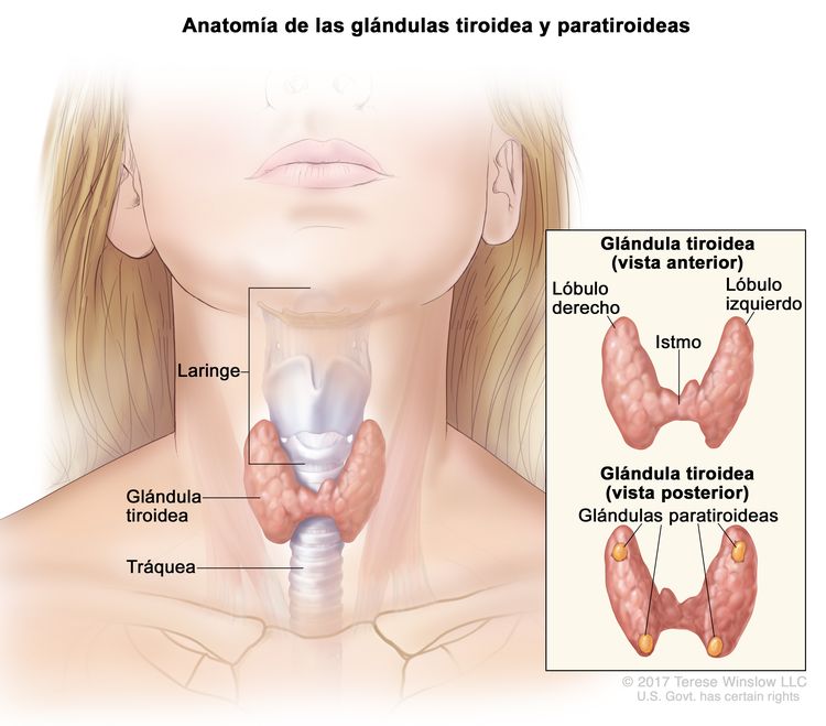 Anatomía de las glándulas tiroidea y paratiroideas. En la imagen se muestra la glándula tiroidea (tiroides) en la base de la garganta, cerca de la tráquea. En un recuadro se muestran las vistas anterior y posterior. En la vista anterior se observan la tiroides en forma de mariposa y los lóbulos (derecho e izquierdo) conectados por una pieza delgada de tejido llamada istmo. En la vista posterior se observan las cuatro glándulas paratiroideas del tamaño de una arveja. También se muestra la laringe.
