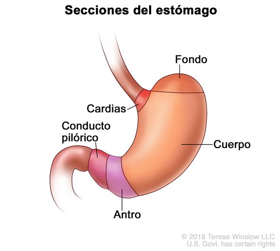 Definición de estómago - Diccionario de cáncer del NCI - NCI